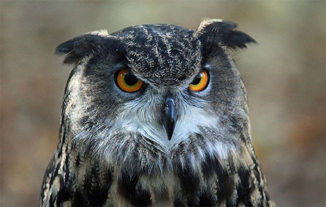 What Does Owl Taste Like
