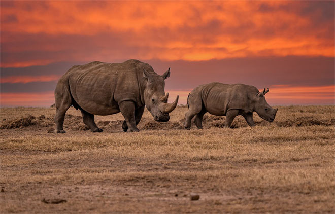 What Does Rhino Taste Like