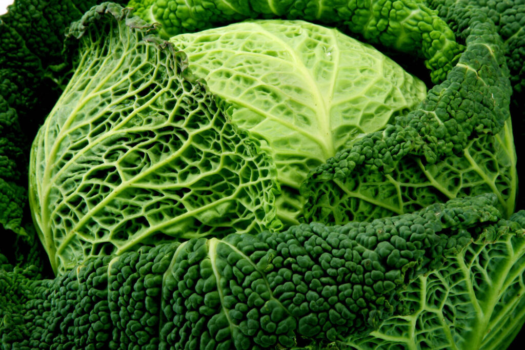 The 5 Best Substitutes for Savoy Cabbage